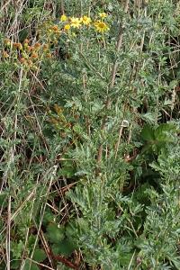 <i>Jacobaea erucifolia</i>