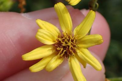 <i>Jacobaea erucifolia</i>