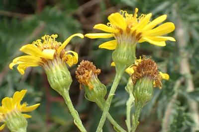 <i>Jacobaea erucifolia</i>