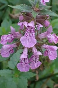 <i>Stachys palustris</i>