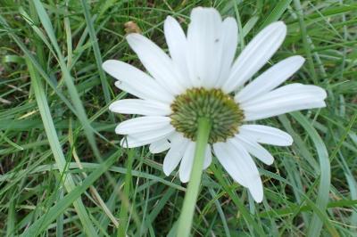 <i>Leucanthemum maximum</i>