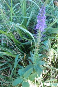 <i>Veronica spicata</i>