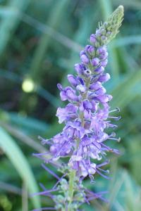 <i>Veronica spicata</i>