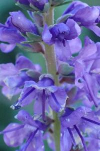 <i>Veronica spicata</i>