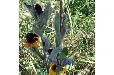 <i>Rudbeckia hirta</i>