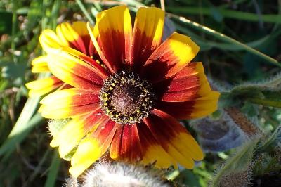 <i>Rudbeckia hirta</i>