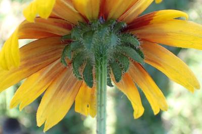 <i>Rudbeckia hirta</i>