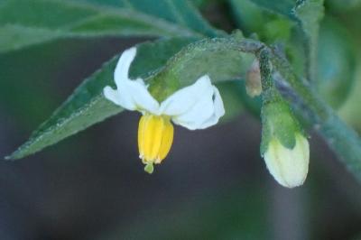 <i>Solanum nigrum</i>