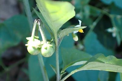 <i>Solanum nigrum</i>