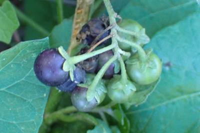 <i>Solanum nigrum</i>