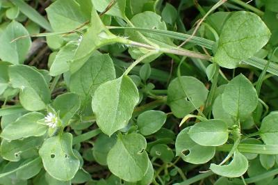 <i>Stellaria media</i>