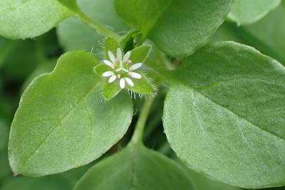 <i>Stellaria media</i>