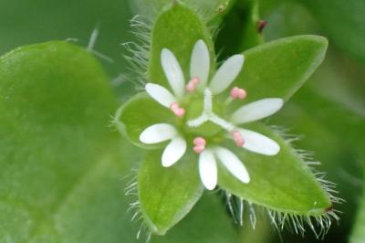 <i>Stellaria media</i>