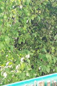 <i>Humulus lupulus</i>