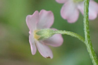 <i>Myosotis scorpioides</i>