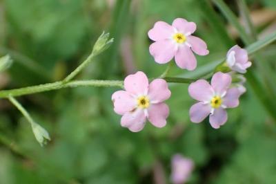 <i>Myosotis scorpioides</i>