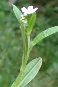 <i>Myosotis scorpioides</i>