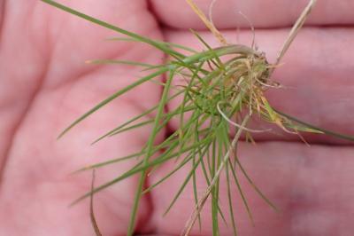 <i>Agrostis canina</i>