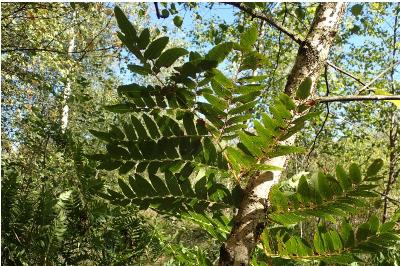<i>Osmunda regalis</i>