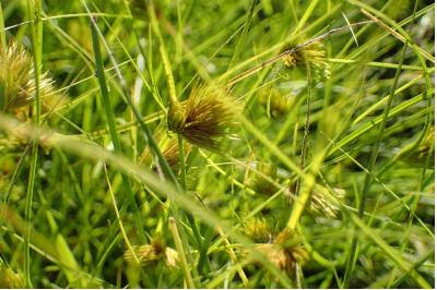 <i>Carex bohemica</i>