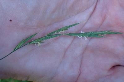 <i>Brachypodium sylvaticum</i>