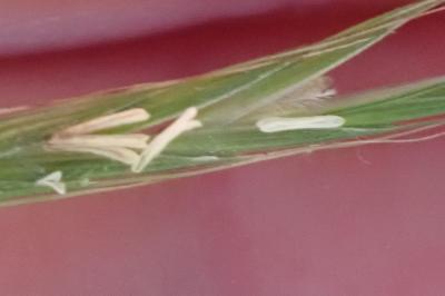 <i>Brachypodium sylvaticum</i>