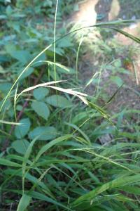 <i>Brachypodium sylvaticum</i>