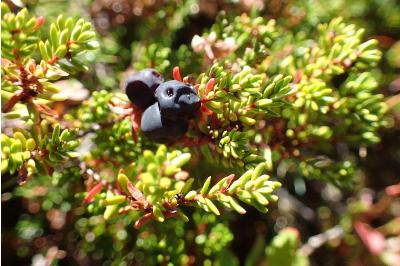 <i>Empetrum nigrum</i>