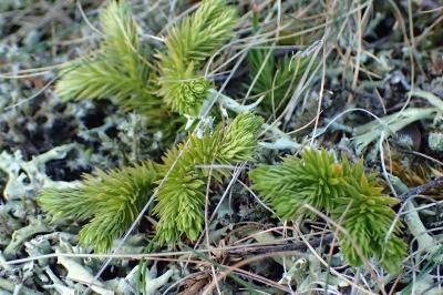 <i>Huperzia selago</i>