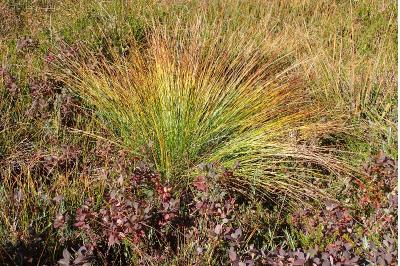 <i>Trichophorum cespitosum</i>