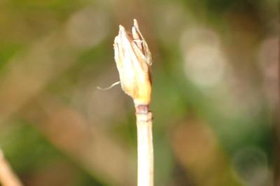 <i>Trichophorum cespitosum</i>