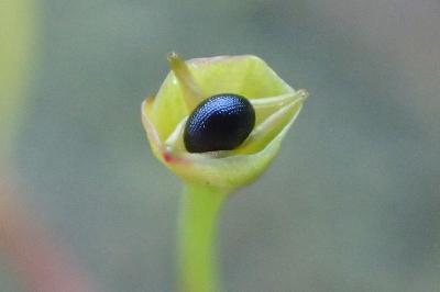 <i>Montia fontana subsp. amporitana</i>