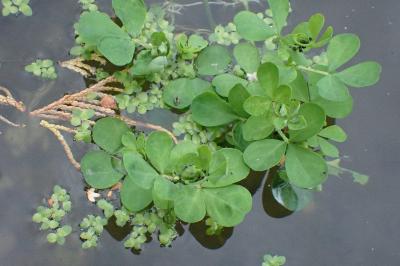 <i>Lotus pedunculatus</i>