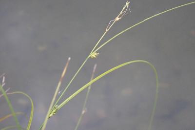 <i>Carex divulsa</i>