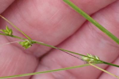 <i>Carex divulsa</i>