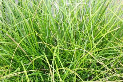 <i>Carex divulsa</i>
