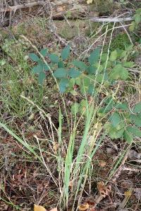 <i>Molinia caerulea</i>