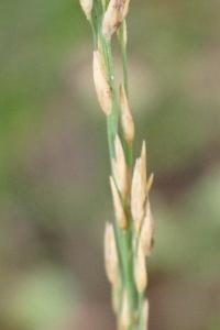 <i>Molinia caerulea</i>