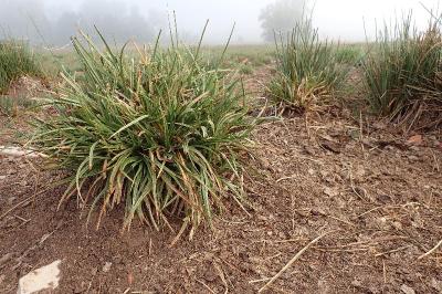 <i>Carex hordeistichos</i>