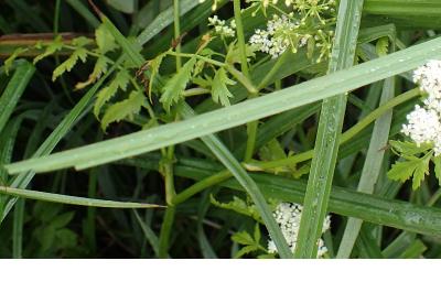 <i>Berula erecta</i>