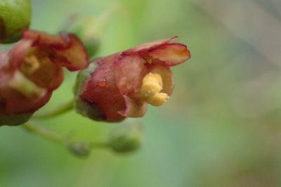 <i>Scrophularia oblongifolia subsp. umbrosa</i>