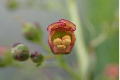 <i>Scrophularia oblongifolia subsp. umbrosa</i>
