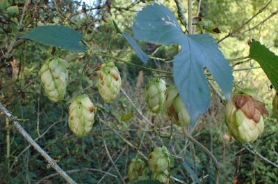 <i>Humulus lupulus</i>