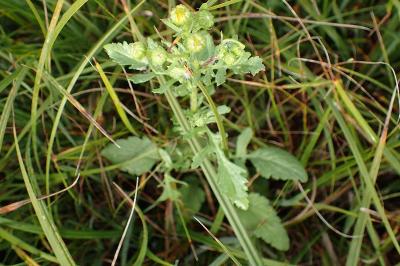 <i>Jacobaea aquatica</i>