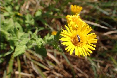 <i>Pulicaria dysenterica</i>