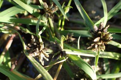 <i>Cyperus fuscus</i>