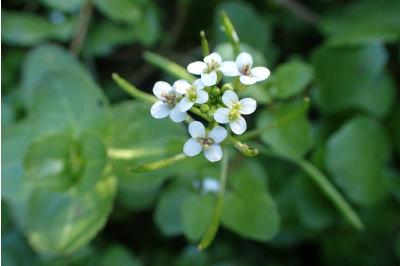<i>Nasturtium officinale</i>