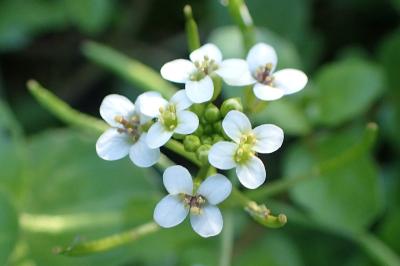 <i>Nasturtium officinale</i>
