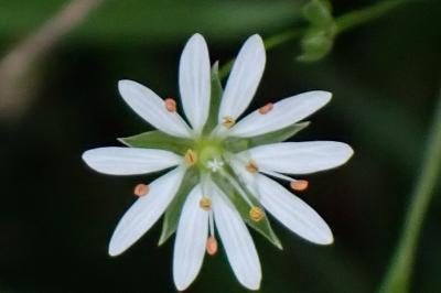 <i>Stellaria graminea</i>