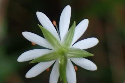 <i>Stellaria graminea</i>